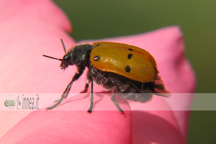 Lachnaia italica
